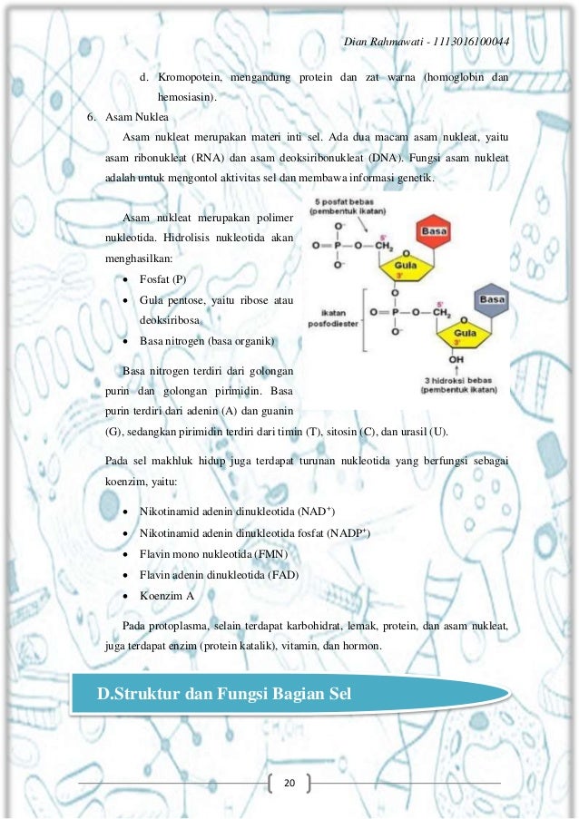  Jurnal  Struktur Dan  Fungsi Sel  Pdf  Berbagai Struktur