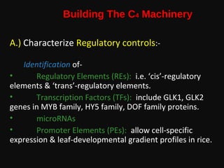 C4 rice my first presentation | PPT