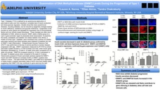 Abstract
Objective
Methods
Results
Summary and Conclusions•Demonstrate diabetes progression in NOD model
•Investigate DNMT gene expression: RT-PCR
•Investigate DNMT protein level using immunofluorescence
•IPGTT on NOD Mice with Insulin ELISA
•Collection of mRNA and Gene Expression Assay, RT-PCR on DNMT1,
DNMT3A, Ins2 and B-Actin
•Frozen tissue sections of NOD pancreas on slides
•Immunofluorescence and histomorphic analysis using ImageJ of
confocal images: staining for Insulin and DNMT1
•NOD mice exhibit diabetes progression
•Insulin secretion decreased
•DNMT1 and DNMT3A levels increased in the
diabetic group
•DNMT1/3A are elevated and likely contribute to
gene silencing in diabetes; beta cell islet and
immune cells
Methyl
Group Added
by DNMT
DAPI
Insulin
DNMT1
Merge
NOD
Wk8
NOD
Wk12
NOD
Wk16
C57Bl6
Control
Insulin secretion decreased in week 16 (diabetic) group; confirmed by
insulin ELISA and Gene Expression Assay and IF. DNMT1 and DNMT3A
increased in expression, confirmed by gene expression and IF (DNMT1 only)
Healthy
Islets
Diseased
Islets
Immune
Infiltrate
Wk 8-10
Islet
Wk 8-10
Infiltrate
Wk 12-14
Islet
Wk 12-14
Infiltrate
Wk 16
Islet
Wk 16
Infiltrate
Examination of DNA Methyltransferase (DNMT) Levels During the Progression of Type 1
Diabetes
1,2Lauren A. Kenna, 1,2Eitan Akirav, 1Tandra Chakraborty
Image from: Miescher F. 2011.
Controlling Patterns of DNA
Methylation. Medicalpress, Genetics
Type 1 Diabetes (T1D) is defined by an autoimmune destruction of
pancreatic β-cells over time resulting in complete loss of insulin production
and blood glucose regulation. Studies show that many autoimmune
diseases, including diabetes, can be induced by epigenetic changes leading
to insulin deficiency, resistance and glucose intolerance. Epigenetics is the
process by which genes are regulated for expression due to environmental
factors and can directly impact phenotype. These changes are often due to
methylation of DNA, where an enzyme, DNMT, adds a methyl group to a
CpG in gene promoter region to physically block transcription. To examine
the levels; prediabetic and diabetic non-obese diabetic mice (NOD), a
model of human type 1 diabetes, were monitored over a period of 8 weeks;
pancreatic sections and blood samples were obtained to establish the role
of DNMT in islet inflammation. Intraperitoneal Glucose Tolerance Test
(IPGTT) was performed on the day of animal sacrifice to monitor disease
progression with age. DNMT1 expression measured by RT-PCR on whole
pancreatic lysates showed a 3.5 fold increase over time, while insulin gene
expression decreased by ~5 folds in 16 week mice when compared to 8-10
week old animals. DNMT3A increased overall by ~2 fold in expression in
the week 16-diabetic group when compared to the week 8-10 group.
Histomorphic analysis of frozen pancreatic sections stained for DNMT1,
insulin and DAPI showed an increase of 45% in DNMT1 positive area
relative to insulin. This data shows that DNMT1 and DNMT3A is expressed
in higher levels in diabetic pancreatic islets of NOD mice than healthy islets,
suggesting that DNMT1/3A may contribute to gene silencing the islet.
1Adelphi University, Garden City, NY USA, 2Winthrop University Hospital Biomedical Research Institute, Mineola, NY USA
 