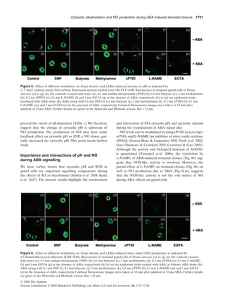 prevent the extent of alkalinization (Table 1).We therefore
suggest that the change in cytosolic pH is upstream of
NO production. The production of NO may have some
feedback effect on cytosolic pH as SNP, a NO donor, par-
tially increased the cytosolic pH. This point needs further
study.
Importance and interactions of pH and NO
during ABA signalling
We have earlier shown that cytosolic pH and ROS in
guard cells are important signalling components during
the effects of MJ or bicarbonate (Suhita et al. 2004; Kolla
et al. 2007). The present results highlight the involvement
and interaction of NO, cytosolic pH and cytosolic calcium
during the transduction of ABA signal also.
NO levels can be modulated by using cPTIO (a scavenger
of NO) and L-NAME [an inhibitor of nitric oxide synthase
(NOS)] (Garcia-Mata & Lamattina 2002; Neill et al. 2002;
Guo, Okamoto & Crawford 2003; Crawford & Guo 2005).
Although the activity and biological function of AtNOS1
is questioned (Zemojtel et al. 2006), the restriction by
L-NAME of ABA-induced stomatal closure (Fig. 4b) sug-
gests that NOS-like activity is involved. However, the
partial effect of L-NAME on stomatal closure (Fig. 4b), as
well as NO production due to ABA (Fig. 6f,m), suggests
that the NOS-like activity is not the sole source of NO
during ABA effects on guard cells.
Figure 5. Effect of different modulators on 10 mm abscisic acid (ABA)-induced increase in pH, as indicated by
2′,7′-bis(2-carboxy-ethyl)-5(6)-carboxy ﬂuorescein-acetoxy methyl ester (BCECF-AM) ﬂuorescence in stomatal guard cells of Pisum
sativum. (a) to (g) are the controls: treated with water (a), 0.1 mm sodium nitroprusside (SNP) (b), 0.1 mm butyrate (c), 2 mm methylamine
(d), 0.2 mm cPTIO (e), 0.1 mm L-NAME (f) and 1 mm EGTA (g) in the absence of ABA, respectively. (h) to (n) are epidermal strips
incubated with ABA alone (h), ABA along with 0.1 mm SNP (i), 0.1 mm butyrate (j), 2 mm methylamine (k), 0.2 mm cPTIO (l), 0.1 mm
L-NAME (m) and 1 mm EGTA (n) in the presence of ABA, respectively. Confocal ﬂuorescence images were taken at 12 min after
addition of 10 mm ABA. Further details are given in the Materials and Methods section. Bar = 25 mm.
Figure 6. Effect of different modulators on 10 mm abscisic acid (ABA)-induced nitric oxide (NO) production, as indicated by
4,5-diaminoﬂuorescein diacetate (DAF-2DA) ﬂuorescence in stomatal guard cells of Pisum sativum. (a) to (g) are the controls: treated
with water (a), 0.1 mm sodium nitroprusside (SNP) (b), 0.1 mm butyrate (c), 2 mm methylamine (d), 0.2 mm cPTIO (e), 0.1 mm L-NAME
(f) and 1 mm EGTA (g) in the absence of ABA, respectively. (h) to (n) are epidermal strips treated with ABA, as follows: ABA alone (h),
ABA along with 0.1 mm SNP (i), 0.1 mm butyrate (j), 2 mm methylamine (k), 0.2 mm cPTIO (l), 0.1 mm L-NAME (m) and 1 mm EGTA
(n) in the presence of ABA, respectively. Confocal ﬂuorescence images were taken at 18 min after addition of 10 mm ABA. Further details
are given in the Materials and Methods section. Bar = 25 mm.
Cytosolic alkalinization and NO production during ABA-induced stomatal closure 1721
© 2008 The Authors
Journal compilation © 2008 Blackwell Publishing Ltd, Plant, Cell and Environment, 31, 1717–1724
 