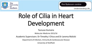 Role of Cilia in Heart
Development
Tasnuva Humaira
Molecular Medicine 2015/16
Academic Supervisors: Dr Timothy J Chico and Dr Jarema Malicki
Department of Infection, Immunity & Cardiovascular Disease
University of Sheffield
 