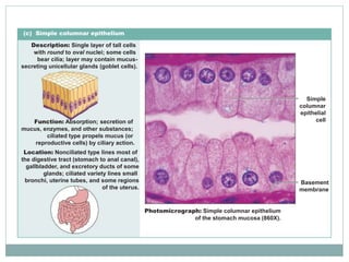 2. epithelial-t[1] | PPTX