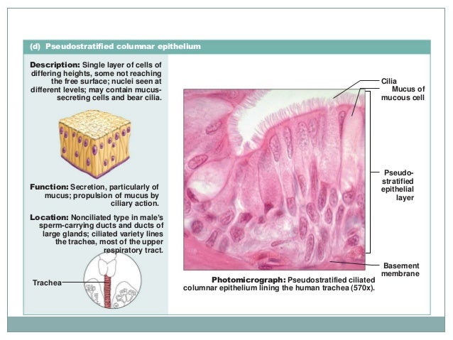 photo Ciliated Simple Columnar Epithelium Location 2 epithelial t 1