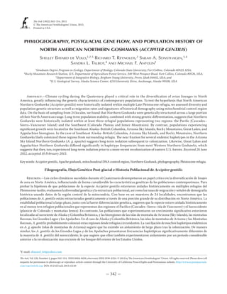 PHYLOGEOGRAPHY, POSTGLACIAL GENE FLOW, AND POPULATION HISTORY OF
NORTH AMERICAN NORTHERN GOSHAWKS (ACCIPITER GENTILIS)
Shelley Bayard de Volo,1,2,5
Richard T. Reynolds,2
Sarah A. Sonsthagen,3,4
Sandra L. Talbot,4
and Michael F. Antolin1
1
Graduate Degree Program in Ecology, Department of Biology, Colorado State University, Fort Collins, Colorado 80523, USA;
2
Rocky Mountain Research Station, U.S. Department of Agriculture Forest Service, 240 West Prospect Road, Fort Collins, Colorado 80526, USA;
3
Department of Integrative Biology, Brigham Young University, Provo, Utah 84602, USA; and
4
U.S. Geological Survey, Alaska Science Center, 4210 University Drive, Anchorage, Alaska 99508, USA
Abstract.—Climate cycling during the Quaternary played a critical role in the diversification of avian lineages in North
America, greatly influencing the genetic characteristics of contemporary populations. To test the hypothesis that North American
Northern Goshawks (Accipiter gentilis) were historically isolated within multiple Late Pleistocene refugia, we assessed diversity and
population genetic structure as well as migration rates and signatures of historical demography using mitochondrial control-region
data. On the basis of sampling from 24 locales, we found that Northern Goshawks were genetically structured across a large portion
of their North American range. Long-term population stability, combined with strong genetic differentiation, suggests that Northern
Goshawks were historically isolated within at least three refugial populations representing two regions: the Pacific (Cascades–
Sierra–Vancouver Island) and the Southwest (Colorado Plateau and Jemez Mountains). By contrast, populations experiencing
significant growth were located in the Southeast Alaska–British Columbia, Arizona Sky Islands, Rocky Mountains, Great Lakes, and
Appalachian bioregions. In the case of Southeast Alaska–British Columbia, Arizona Sky Islands, and Rocky Mountains, Northern
Goshawks likely colonized these regions from surrounding refugia. The near fixation for several endemic haplotypes in the Arizona
Sky Island Northern Goshawks (A. g. apache) suggests long-term isolation subsequent to colonization. Likewise, Great Lakes and
Appalachian Northern Goshawks differed significantly in haplotype frequencies from most Western Northern Goshawks, which
suggests that they, too, experienced long-term isolation prior to a more recent recolonization of eastern U.S. forests. Received 26 June
2012, accepted 10 February 2013.
Key words: Accipiter gentilis, Apache goshawk, mitochondrial DNA control region, Northern Goshawk, phylogeography, Pleistocene refugia.
Filogeografía, Flujo Genético Post-glacial e Historia Poblacional de Accipiter gentilis
Resumen.—Los ciclos climáticos sucedidos durante el Cuaternario desempeñaron un papel crítico en la diversificación de linajes
de aves en Norte América, influenciando de forma considerable las características genéticas de las poblaciones contemporáneas. Para
probar la hipótesis de que poblaciones de la especie Accipiter gentilis estuvieron aisladas históricamente en múltiples refugios del
Pleistoceno tardío, evaluamos la diversidad genética y la estructura poblacional, así como las tasas de migración y señales de demografía
histórica usando datos de la región control de la mitocondria. Con base en un muestreo de 24 localidades, encontramos que las
poblaciones de A. gentilis están estructuradas genéticamente a través de una porción grande de su distribución en Norte América. La
estabilidad poblacional a largo plazo, junto con la fuerte diferenciación genética, sugieren que la especie estuvo aislada históricamente
en al menos tres refugios poblacionales que representan dos regiones: el Pacífico (Cascades–Sierra–isla de Vancouver) y el Suroccidente
(planicie de Colorado y montañas Jemez). En contraste, las poblaciones que experimentaron un crecimiento significativo estuvieron
localizadas al suroriente de Alaska y Columbia Británica, y las bioregiones de las islas de montaña de Arizona (Sky Islands), las montañas
Rocosas, los Grandes Lagos y los Apalaches. En el caso de Alaska y Columbia Británica, las islas de montañas de Arizona y las Montañas
Rocosas, A. gentilis probablemente colonizó estas regiones desde refugios circundantes. La casi fijación de muchos haplotipos endémicos
en A. g. apache (islas de montañas de Arizona) sugiere que ha existido un aislamiento de largo plazo tras la colonización. De manera
similar, los A. gentilis de los Grandes Lagos y de los Apalaches presentaron frecuencias haplotípicas significativamente diferentes de
la mayoría de A. gentilis del noroccidente, lo que sugiere que ellos también experimentaron aislamiento por un periodo considerable
anterior a la recolonización mas reciente de los bosque del oriente de los Estados Unidos.
— 342 —
The Auk 130(2):342−354, 2013
 The American Ornithologists’ Union, 2013.
Printed in USA.
The Auk, Vol. 130, Number 2, pages 342−354. ISSN 0004-8038, electronic ISSN 1938-4254.  2013 by The American Ornithologists’ Union. All rights reserved. Please direct all
requests for permission to photocopy or reproduce article content through the University of California Press’s Rights and Permissions website, http://www.ucpressjournals.
com/reprintInfo.asp. DOI: 10.1525/auk.2013.12120
5
E-mail: sbayard_64@yahoo.com
 