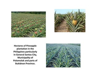 Hectares of Pineapple
plantation in the
Philippines particularly
in General Santos City,
Municipality of
Polomolok and parts of
Bukidnon Province.
 