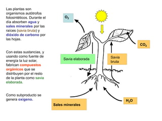 Las plantas son
organismos autótrofos
fotosintéticos. Durante el         O2
día absorben agua y
sales minerales por las
raíces (savia bruta) y
dióxido de carbono por
las hojas.
                                                                  CO2

Con estas sustancias, y
usando como fuente de                               Savia
energía la luz solar,             Savia elaborada
                                                    bruta
fabrican compuestos
orgánicos que se
distribuyen por el resto
de la planta como savia
elaborada.


Como subproducto se
genera oxígeno.                                             H2O
                             Sales minerales
 