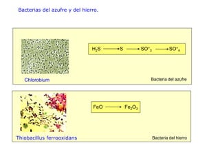 Bacterias del azufre y del hierro.




                               H2S   S           SO=3            SO=4




   Chlorobium                                       Bacteria del azufre




                               FeO       Fe2O3




Thiobacillus ferrooxidans                               Bacteria del hierro
 