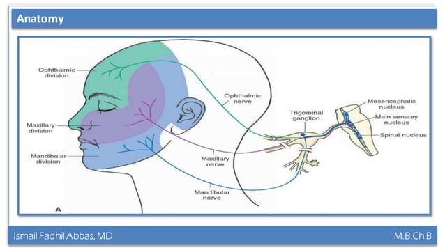 Trigeminal & Facial Nerve Clinically | PPT