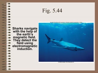 Fig. 5.44
Sharks navigate
with the help of
the earth’s
magnetic field.
They detect the
field using
electromagnetic
induction.

 