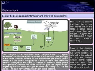 Look at the photograph and information and answer all the questions: The nitrogen cycle describes how nitrogen found in organic molecules, air and as nitrates in the soil is cycled over time. Nitrogen is the most common element in the atmosphere yet plants cannot absorb it in the form of nitrogen gas. It must be in the form of soluble nitrates. Nitrogen in the form of nitrates is essential when plants make proteins. Soil with low levels of nitrates give rise to poor crops.  Lightning causes some nitrogen to enter the lithosphere but not much.  The main way is through nitrogen fixing bacteria. The carbon cycle C5.7 d Nitrogen fixing bacteria that turn nitrogen gas into nitrates live in the roots of some plants and provide them with nitrogen.  Suggest what the bacteria get in return in this symbiotic relationship ? Look at the diagram above and suggest a) two ways nitrogen is returned to the soil and b) why do farmers spread animal waste (manure) onto field where they grow crops like wheat and corn ? Key concepts 