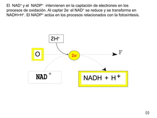 El NAD+ y el NADP+ intervienen en la captación de electrones en los
procesos de oxidación. Al captar 2e- el NAD+ se reduce y se transforma en
NADH+H+. El NADP+ actúa en los procesos relacionados con la fotosíntesis.




                        2H+


                                   2e-




                                                                            (i)
 