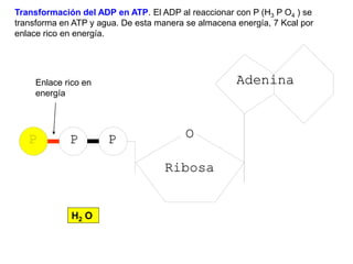 Transformación del ADP en ATP. El ADP al reaccionar con P (H3 P O4 ) se
transforma en ATP y agua. De esta manera se almacena energía, 7 Kcal por
enlace rico en energía.




     Enlace rico en
     energía




              H2 O
 