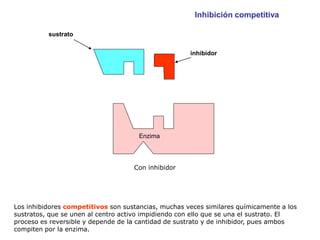 Inhibición competitiva

          sustrato


                                                     inhibidor




                                      Enzima




                                    Con inhibidor




Los inhibidores competitivos son sustancias, muchas veces similares químicamente a los
sustratos, que se unen al centro activo impidiendo con ello que se una el sustrato. El
proceso es reversible y depende de la cantidad de sustrato y de inhibidor, pues ambos
compiten por la enzima.
 