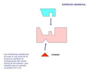 Inhibición alostérica.




                              Enzima inactiva




Los inhibidores alostéricos   inhibidor
se unen a una zona de la
enzima y cambian la
configuración del centro
activo de tal manera que
impiden que el sustrato
se pueda unir a él.
 
