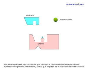 envenenadores



                        sustrato

                                                              envenenador




                                    Enzima




Los envenenadores son sustancias que se unen al centro activo mediante enlaces
fuertes en un proceso irreversible, con lo que impiden de manera definitiva la catálisis.
 