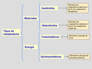 Obtienen los
                                              compuestos orgánicos a
                           Autótrofos         partir de compuestos
                                              inorgánicos



              Materiales
                                              Obtienen los
                                              compuestos orgánicos a
                           Heterótrofos       partir de compuestos
                                              orgánicos
Tipos de
metabolismo
                                              Obtienen la energía de
                           Fotosintéticos     la luz




              Energía


                                               Obtienen la energía de
                           Quimiosintéticos    procesos químicos
 