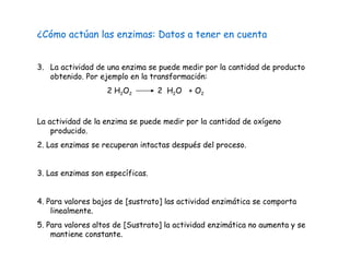 ¿Cómo actúan las enzimas: Datos a tener en cuenta La actividad de una enzima se puede medir por la cantidad de producto obtenido. Por ejemplo en la transformación:  2 H 2 O 2   2  H 2 O  + O 2 La actividad de la enzima se puede medir por la cantidad de oxígeno producido. 2. Las enzimas se recuperan intactas después del proceso. 3. Las enzimas son específicas. 4. Para valores bajos de [sustrato] las actividad enzimática se comporta linealmente. 5. Para valores altos de [Sustrato] la actividad enzimática no aumenta y se mantiene constante. 