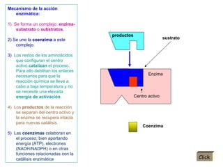 Enzima inactiva sustrato Enzima  productos Coenzima Centro activo Mecanismo de la acción enzimática: 1)  Se forma un complejo:  enzima-substrato  o  substratos. 2) Se une la  coenzima  a este complejo. 3)  Los restos de los aminoácidos que configuran el centro activo  catalizan  el proceso. Para ello debilitan los enlaces necesarios para que la reacción química se lleve a cabo a baja temperatura y no se necesite una elevada  energía de activación . 4)  Los  productos  de la reacción se separan del centro activo y la enzima se recupera intacta para nuevas catálisis. 5)  Las  coenzimas  colaboran en el proceso; bien aportando energía (ATP), electrones (NADH/NADPH) o en otras funciones relacionadas con la catálisis enzimática Click 