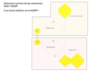 Estructura química de las coenzimas: NAD + / NADP + X es ácido fosfórico en el NADP+ 