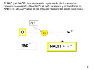 El  NAD +  y el  NADP +   intervienen en la captación de electrones en los procesos de oxidación. Al captar 2e -  el NAD +  se reduce y se transforma en NADH+H + . El NADP +  actúa en los procesos relacionados con la fotosíntesis. 2e - (i) 2H + 