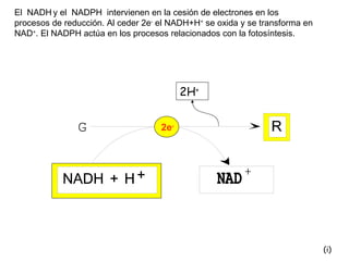 2e - (i) El  NADH   y el  NADPH  intervienen en la cesión de electrones en los procesos de reducción. Al ceder 2e -  el NADH+H +  se oxida y se transforma en NAD + . El NADPH actúa en los procesos relacionados con la fotosíntesis. 2H + 