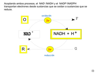 Acoplando ambos procesos, el  NAD +  /NADH y el  NADP + /NADPH   transportan electrones desde sustancias que se oxidan a sustancias que se reduce. 2e - 2e - (i) oxidación reducción 