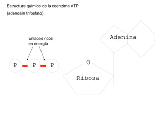 Estructura química de la coenzima ATP (adenosín trifosfato) Enlaces ricos en energía 