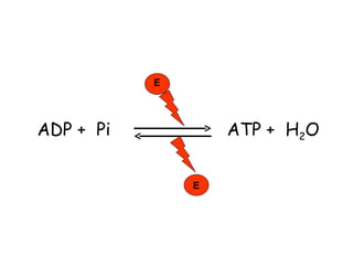 ADP +  Pi  ATP +  H 2 O E E 