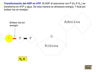 Transformación del ADP en ATP . El ADP al reaccionar con P (H 3  P O 4  ) se transforma en ATP y agua. De esta manera se almacena energía, 7 Kcal por enlace rico en energía. Enlace rico en energía Click H 2  O 