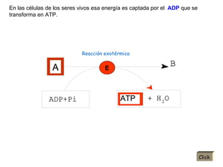 En las células de los seres vivos esa energía es captada por el  ADP  que se transforma   en ATP. E Click Reacción exotérmica 