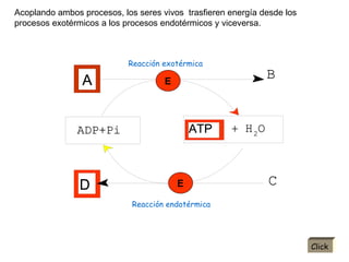 Acoplando ambos procesos, los seres vivos  trasfieren energía desde los procesos exotérmicos a los procesos endotérmicos y viceversa. E E Click Reacción exotérmica Reacción endotérmica 