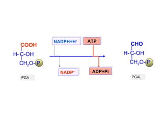 CH 2 O- P H-   C-OH  COOH  PGA NADPH+H + NADP + ATP ADP+Pi CH 2 O- P H-   C-OH  CHO PGAL 