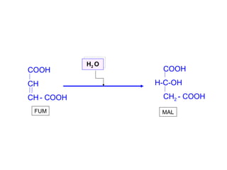 H 2  O COOH  H-C-OH CH 2  - COOH MAL COOH  CH CH   - COOH FUM 