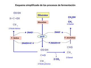 2NAD + 2NADH+H + Esquema simplificado de los procesos de fermentación Glucosa Glucolisis 2 Ácido pirúvico 2ATP 2 Etanal CH 2 OH CH 3 2 Etanol 2 Ácido láctico 2NAD + 2NADH+H + 2 CO 2 F. láctica F. alcohólica 