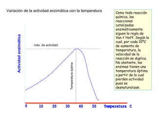 Variación de la actividad enzimática con la temperatura Actividad enzimática Temperatura óptima Como toda reacción química, las reacciones catalizadas enzimáticamente siguen la regla de Van t'Hoff. Según la cual, por cada 10ºC de aumento de temperatura, la velocidad de la reacción se duplica. No obstante, las enzimas tienen una temperatura óptima a partir de la cual pierden actividad pues se desnaturalizan.  máx. de actividad 