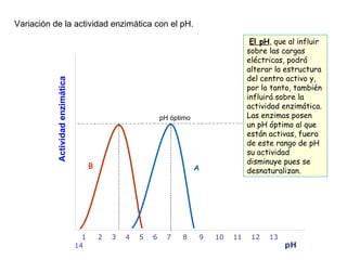 Variación de la actividad enzimática con el pH. Actividad enzimática pH óptimo pH 1  2  3  4  5  6  7  8  9  10  11  12  13  14   El pH , que al influir sobre las cargas eléctricas, podrá alterar la estructura del centro activo y, por lo tanto, también influirá sobre la actividad enzimática. Las enzimas posen  un pH óptimo al que están activas, fuera de este rango de pH su actividad disminuye pues se desnaturalizan. A B 
