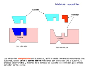 Los inhibidores  competitivos  son sustancias, muchas veces similares químicamente a los sustratos, que se  unen al centro activo  impidiendo con ello que se una el sustrato. El proceso  es reversible  y depende de la cantidad de sustrato y de inhibidor, pues ambos compiten por la enzima. Enzima Enzima sustrato inhibidor Sin inhibidor Con inhibidor Inhibición competitiva 
