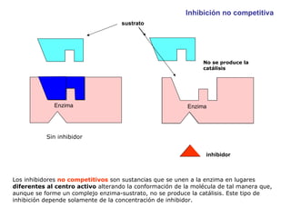 Los inhibidores  no competitivos  son sustancias que se unen a la enzima en lugares  diferentes al centro activo  alterando la conformación de la molécula de tal manera que, aunque se forme un complejo enzima-sustrato, no se produce la catálisis. Este tipo de inhibición depende solamente de la concentración de inhibidor. Enzima sustrato Enzima No se produce la catálisis inhibidor Inhibición no competitiva Sin inhibidor 
