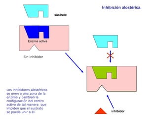 Los inhibidores alostéricos se unen a una zona de la enzima y cambian la configuración del centro activo de tal manera  que impiden que el sustrato se pueda unir a él. sustrato inhibidor Enzima inactiva Enzima activa Inhibición alostérica. Sin inhibidor 