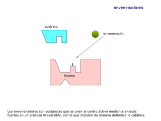 Los envenenadores son sustancias que se unen al centro activo mediante enlaces fuertes en un proceso irreversible, con lo que impiden de manera definitiva la catálisis.  Enzima envenenador sustrato envenenadores 