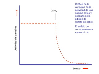 Gráfica de la variación de la actividad de una enzima antes y después de la adición de sulfato de cobre. El sulfato de cobre envenena esta enzima. Actividad de la enzima tiempo 
