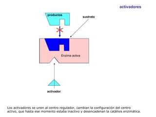 Los activadores se unen al centro regulador, cambian la configuración del centro activo, que hasta ese momento estaba inactivo y desencadenan la catálisis enzimática. activador Enzima inactiva sustrato Enzima activa productos activadores 