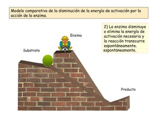 Modelo comparativo de la disminución de la energía de activación por la acción de la enzima. Enzima Substrato Producto 1) La reacción no se produce pues hace falta una energía de activación para que transcurra espontáneamente. 2) La enzima disminuye o elimina la energía de activación necesaria y la reacción transcurre espontáneamente. 