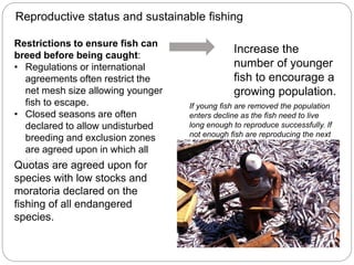 C5 population ecology | PPTX