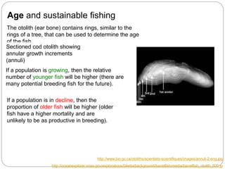 C5 population ecology | PPTX