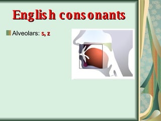 English consonants Alveolars:  s, z 