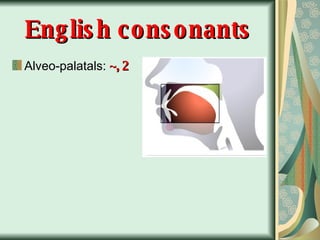 English consonants Alveo-palatals:  ~, 2 
