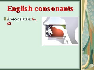 English consonants Alveo-palatals:  t~, d2 