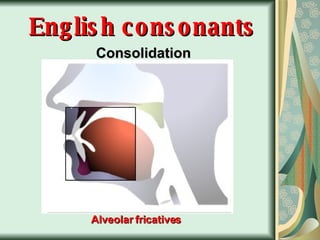 English consonants Consolidation Alveolar fricatives 