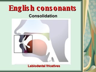 English consonants Consolidation Labiodental fricatives 